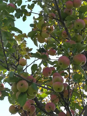 Яблоня Медуница - описание сорта, отзывы и фото яблок