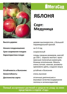 Купить яблоня \"медуница\" с доставкой по Минску и Беларуси - Zelensad