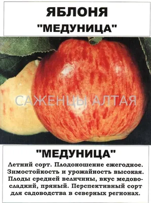 Яблоня Медуница v7 100-120 Tim оптом - купить с доставкой по Москве и  России, цена