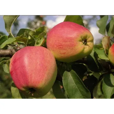 Саженцы многосортовой яблони: Многосортовая яблоня Медуница + Красное раннее
