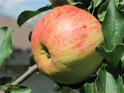 Набор из саженцев 3шт. яблони Медуница Конфетная - купить с доставкой по  выгодным ценам в интернет-магазине OZON (1160493299)