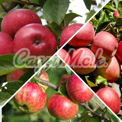 Дерево-сад яблоня (3 сорта) Яблочный спас–Медуница–Имрус