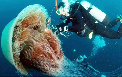 Есть ли во Вьетнаме медузы? | Wonderlust | Дзен