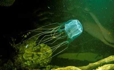 Есть ли во Вьетнаме медузы? | Wonderlust | Дзен