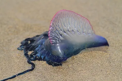 Медузы - капля дегтя в море радости серфера