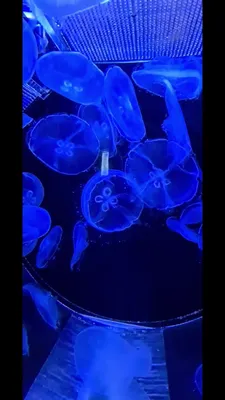 Медузы во вьетнаме фото фотографии