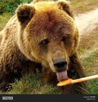 Медведь ест мед - загляни в мир медведей с этими фото