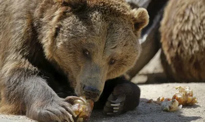 Красочные снимки медведя, воплощающего медоедение