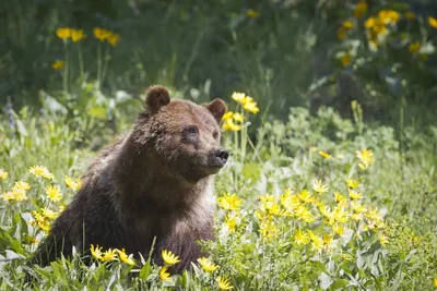 Медведь ест мед - фотографии для использования в качестве обоев
