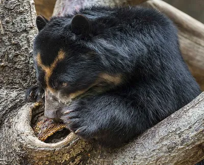Уникальные фото медведей, уплетающих свою любимую пищу
