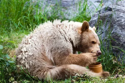 Медведь ест мед - подборка фото для ценителей животного мира