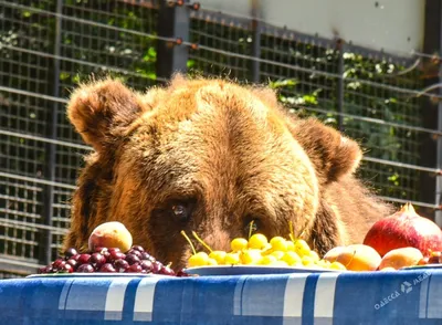 Медвежьи фото, показывающие умение медведя есть мед
