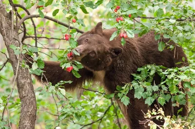 Впечатляющие фотографии медведей, сосредоточенных на меде