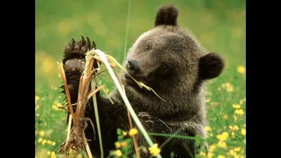 Фотографии медведей, отражающие их любовь к меду