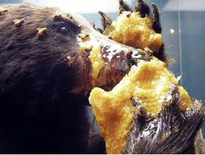 Фото медведя, который ест мед, в высоком разрешении