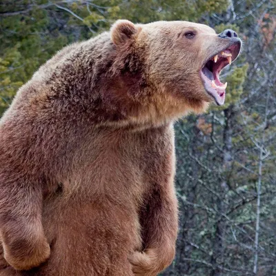 Медведь гризли - фото в хорошем качестве для скачивания