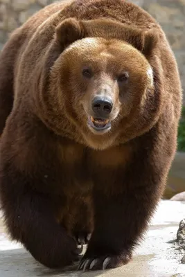 Уникальные изображения медведя гризли в разных форматах