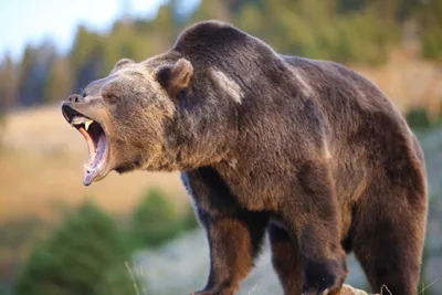 Изображения медведей гризли - красота природы