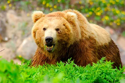 Медведь гризли - фотографии впечатляющих моментов