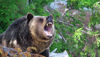 Невероятные фото медведя гризли в большом размере