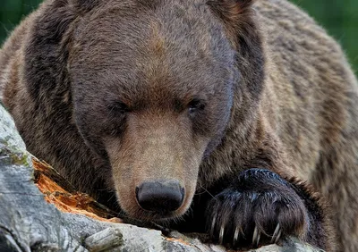Медведь гризли - мощное животное на фотографиях