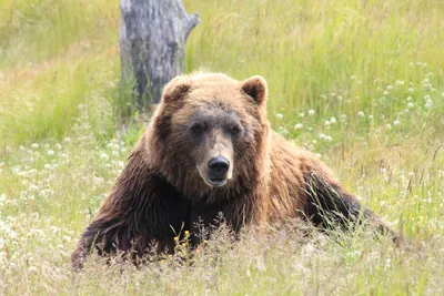 Узнайте больше о жизни медведя гризли на фото