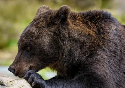 Фотографии медведя гризли для любителей природы