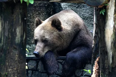 Лучшие снимки медведя гризли для скачивания