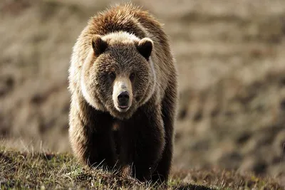 Фото медведя гризли - наслаждение для глаз