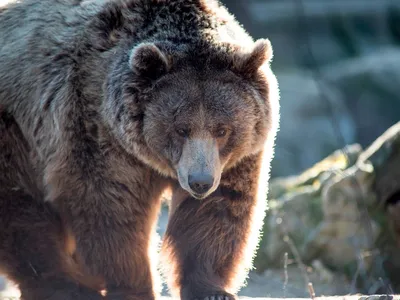Фото медведя гризли - бесплатно и без регистрации