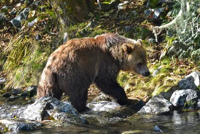 Впечатляющие фото медведя гризли для скачивания