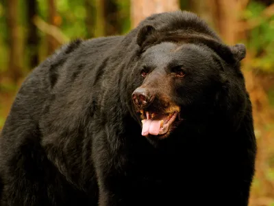 Изображения медведя гризли - величественное зрелище