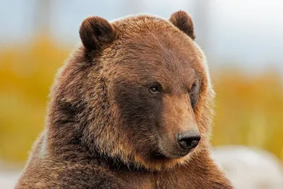Уникальные фотографии медведя гризли - особая категория.