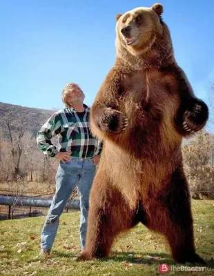 Фотографии медведя гризли в высоком разрешении