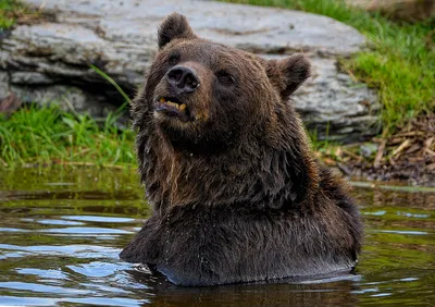 Скачать фото медведя гризли в формате jpg, png, webp
