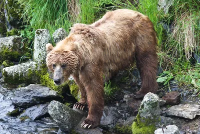 Медведь кадьяк на фоне гор
