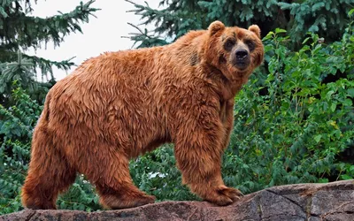 Величественный медведь кадьяк
