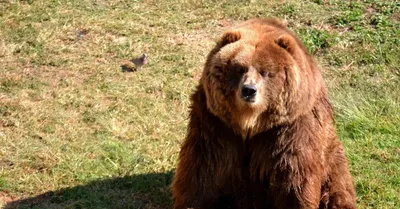 Идеальные обои с изображением медведя кадьяк