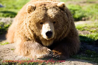 Удивительные фотографии медведя кадьяк