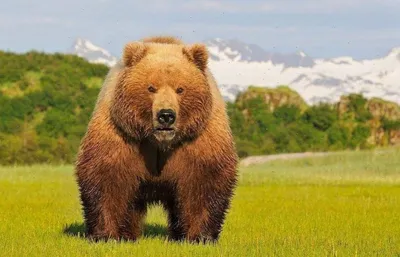 Фото медведя кадьяк для использования в дизайне