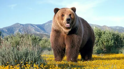 Медведь кадьяк на фоне заснеженных гор