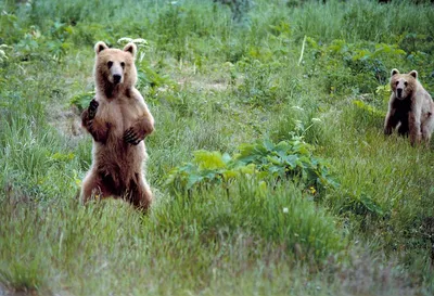 Скачать бесплатно фото медведя кадьяк в формате png