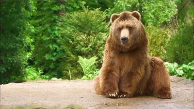 Фотография медведя кадьяк с возможностью выбора размера