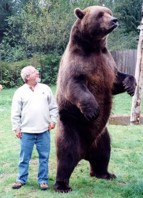 Медведь кадьяк на фоне живописных пейзажей