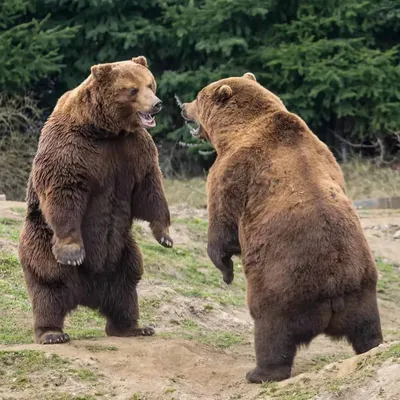 Впечатляющие картинки с медведем кадьяк