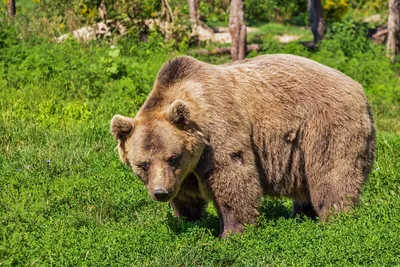 Медведь кадьяк в стиле живописи на фотографии