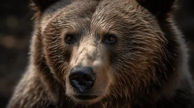 Фотография медведя кадьяк в формате jpg для бесплатного скачивания