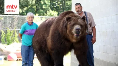 Медведь кадьяк: воплощение силы и грации на фото