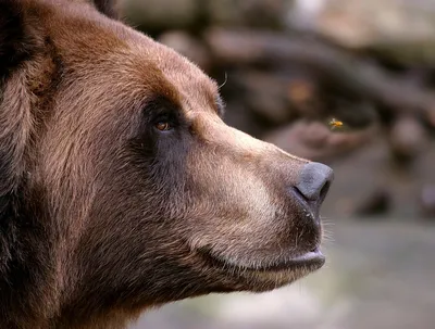 Картинка медведя кадьяк с возможностью выбора размера изображения