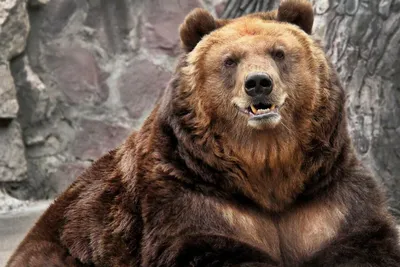 Фото медведя кадьяк с прекрасным фоном природы